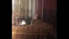 Odtwórz Cienkie drzewo hebanowe przechodzi gumę